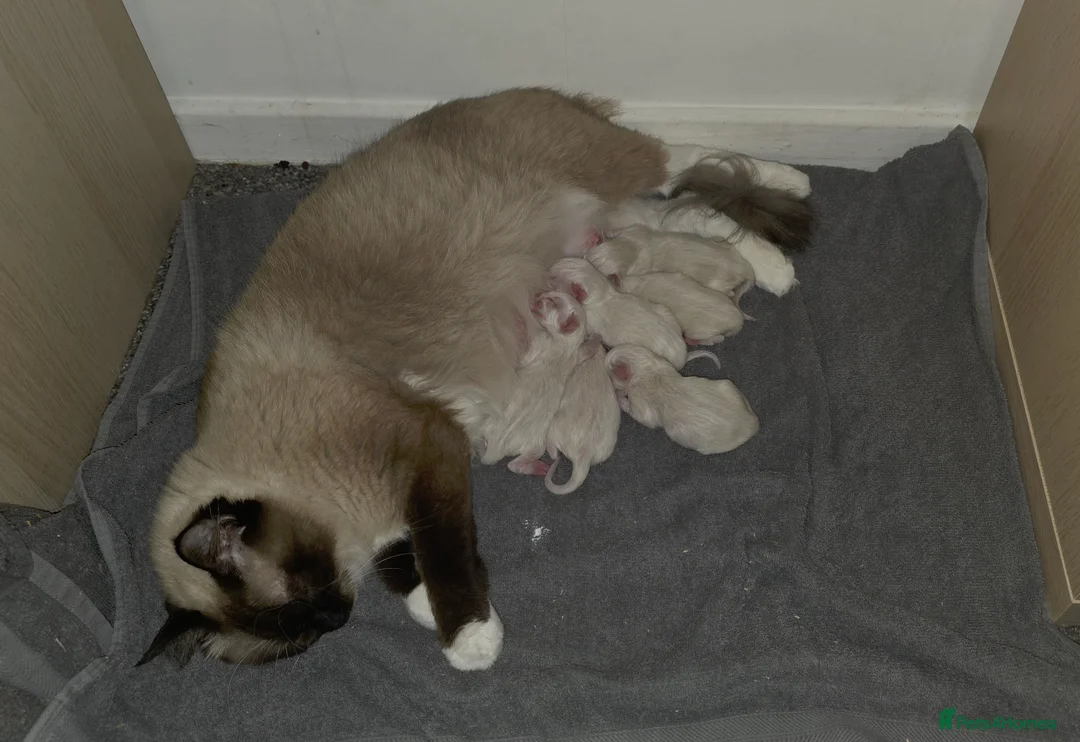 Ragdoll cats for sale: Pure Ragdoll Kittens 🌸 - Advert 2