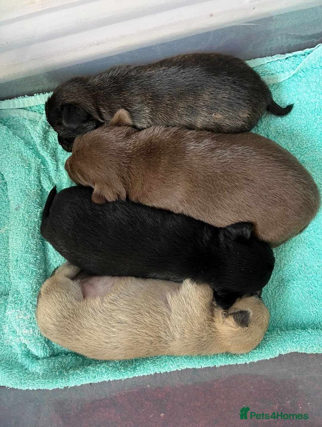 Mixed Breed dogs for sale: Cute Chihuahua Cross Jack Russel Pups. - Advert 4