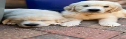 Golden Retriever dogs for sale: Maple & Jasmine beautiful healthy chunky girls  in Doncaster - Advert 6