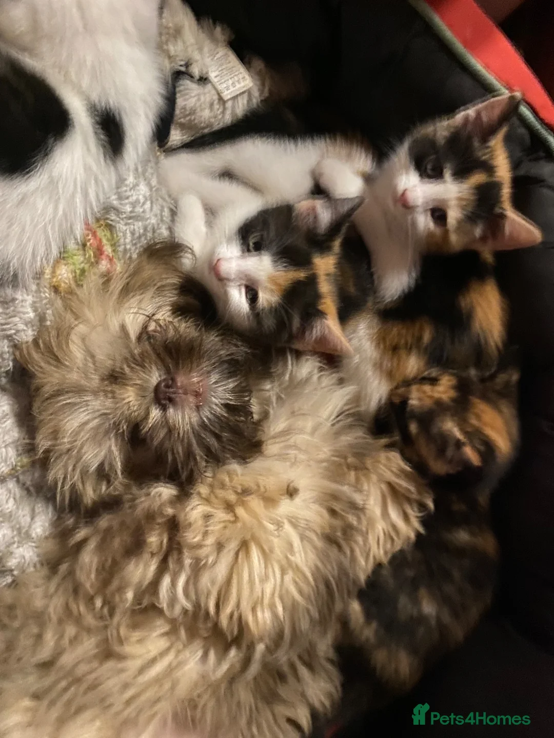 Mixed Breed cats for sale: Beautiful calico female  in Farnham - Advert 2