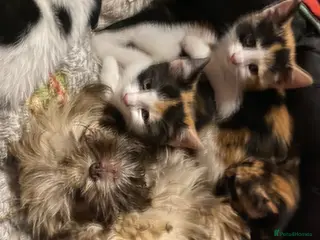 Mixed Breed cats Beautiful calico female - Advert 1