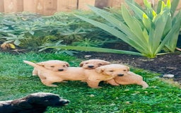 Labradoodle dogs for sale: Stunning miniature Labradoodle  - Image 3