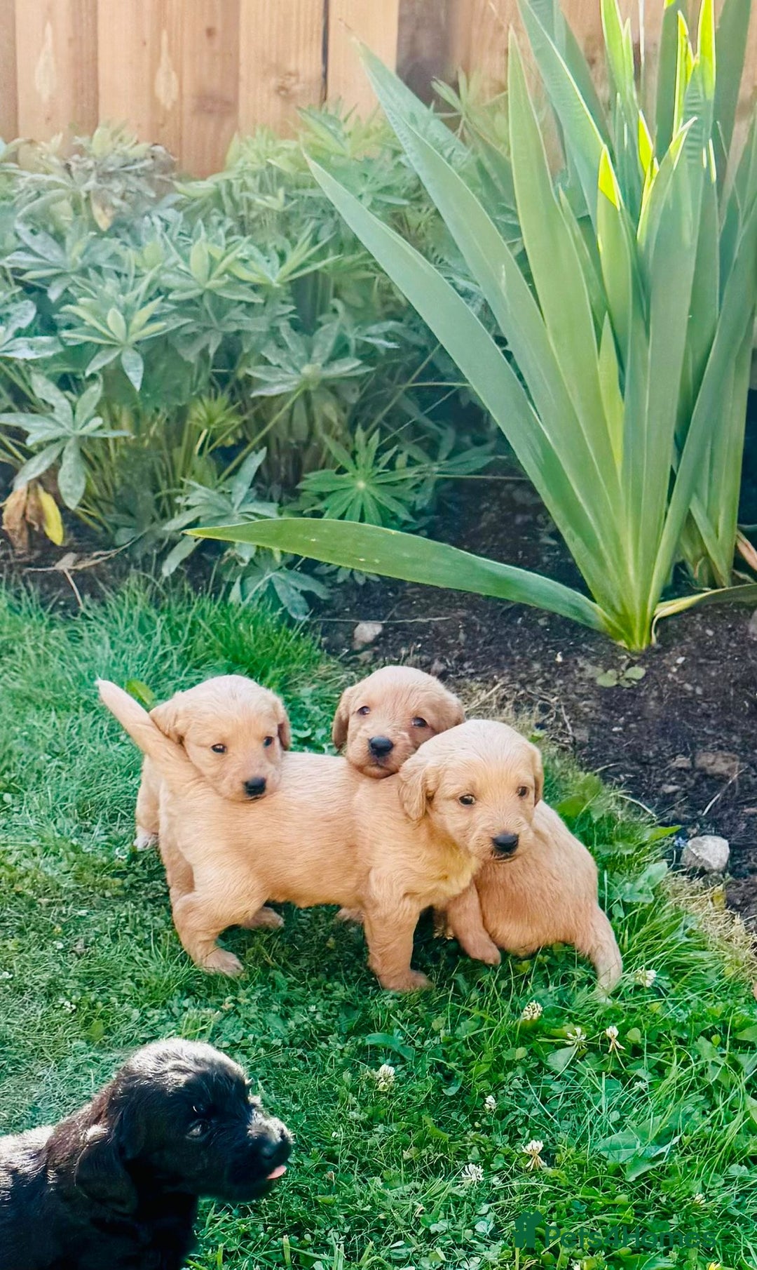 Labradoodle dogs for sale: Stunning miniature Labradoodle  - Image 3