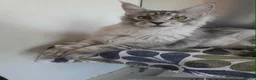 Maine Coon cats for sale: black smoke/silver polydactyl boy&girlTICAmaineco  - Advert 5