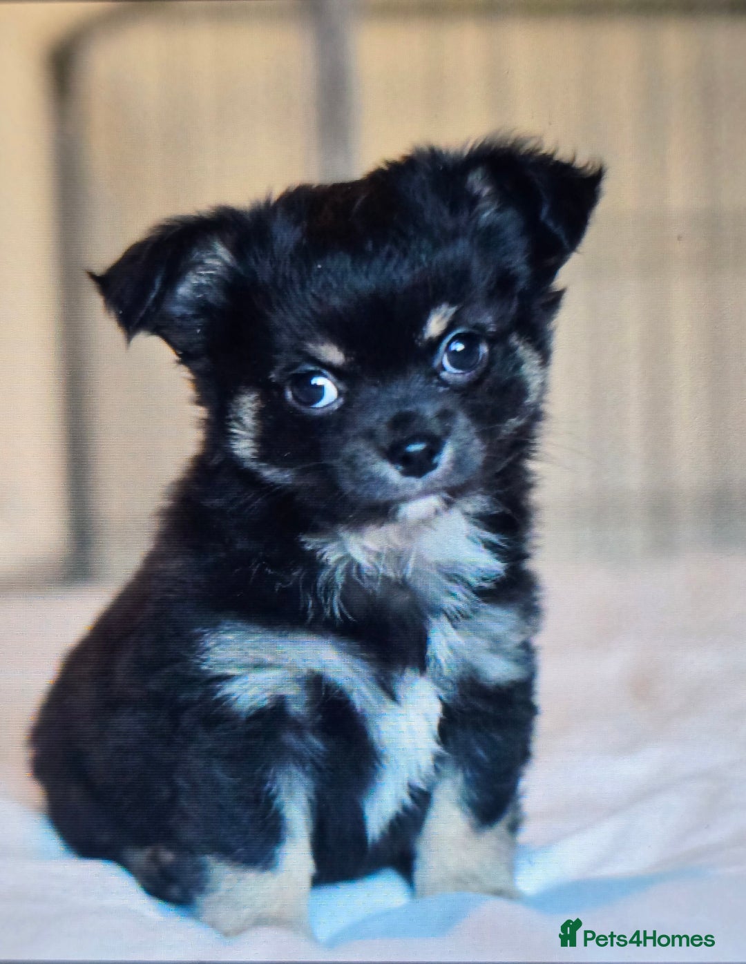 Chihuahua dogs for sale: 2 beautiful boys  - Advert 7