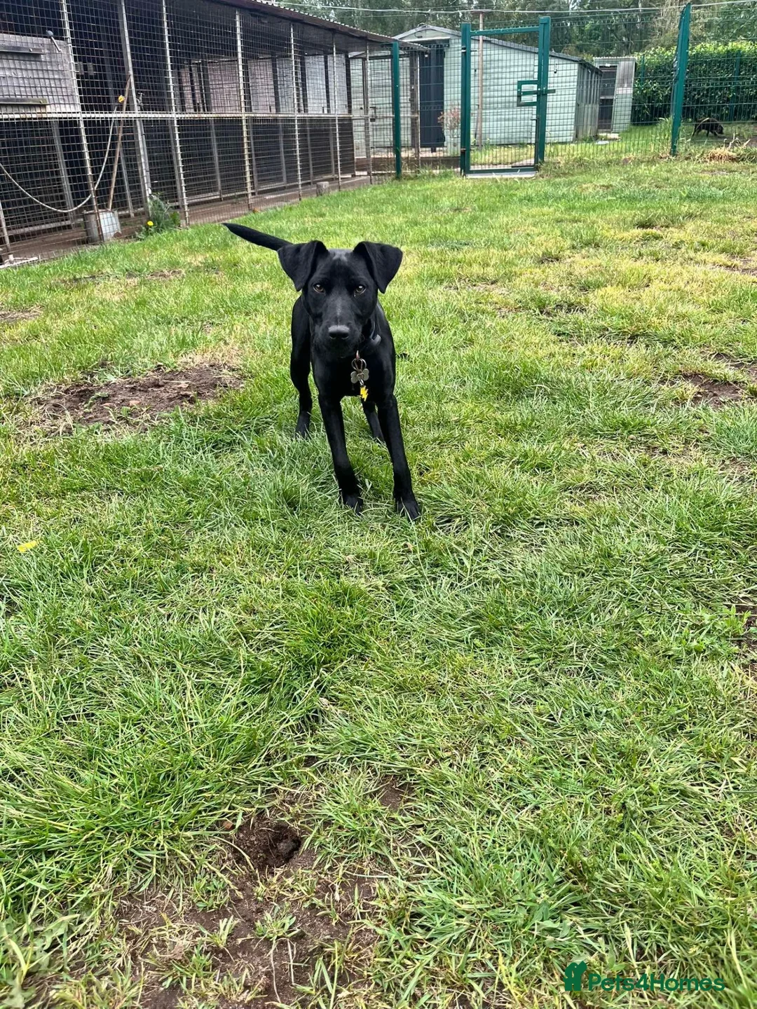 Patterdale Terrier dogs for sale: Cody the Patterdale Terrier  in Scunthorpe - Advert 2