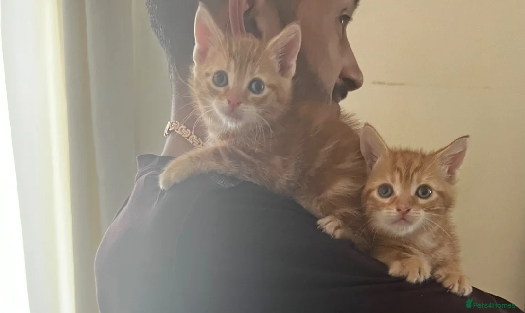 Mixed Breed cats for sale: Ginger 2 kittens  - Advert 4