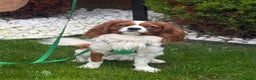 Cavalier King Charles Spaniel dogs for stud: Health Tested Cavalier King Charles For Stud. - Advert 1