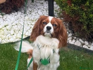 Cavalier King Charles Spaniel dogs Health Tested Cavalier King Charles For Stud. - Advert 2