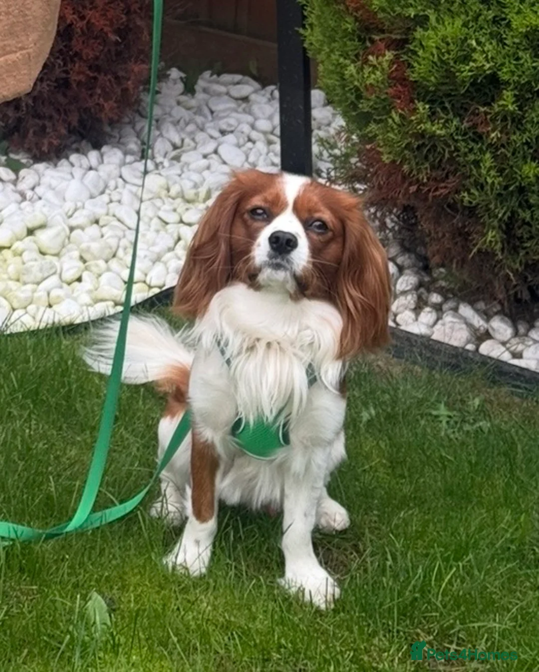Cavalier King Charles Spaniel dogs for stud: Cavalier King Charles For Stud - Advert 1