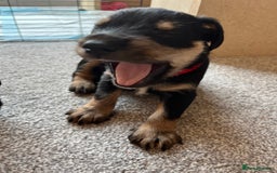 Mixed Breed dogs for sale: Schnockers  - Image 11