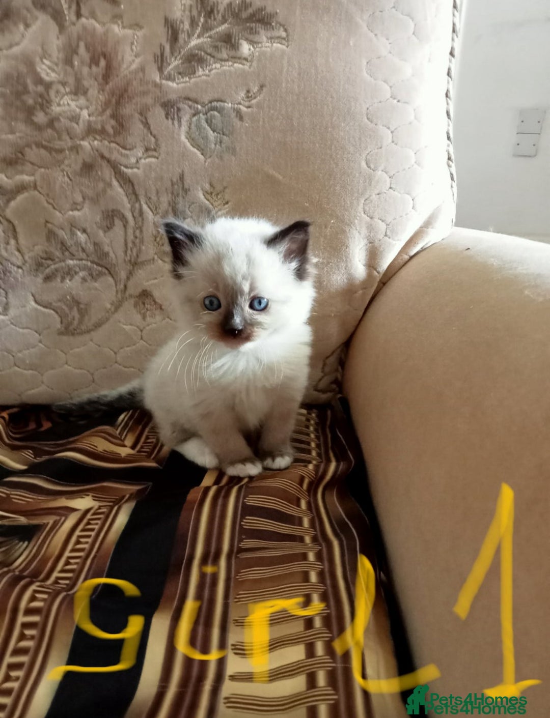 Ragdoll cats for sale: Kittens for sale  - Image 6