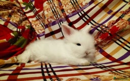 Lionhead rabbits for sale: Fluffy Pure Lionhead Baby Bunnies - Rare colours - Image 6