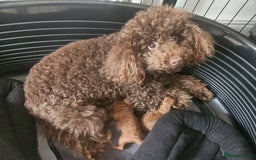 Miniature Poodle dogs for sale: Majestic trusted companies secure yours today  - Image 9