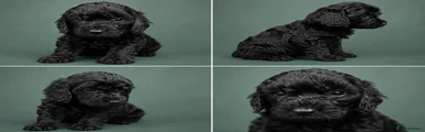 Cockapoo 1