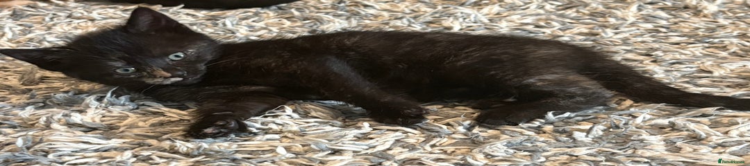 Domestic Shorthair Kitten 4