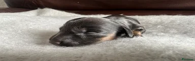 Dachshund Puppy 3