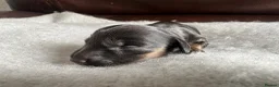 Dachshund dogs for sale: 5 Dachshund Puppies  - Advert 13