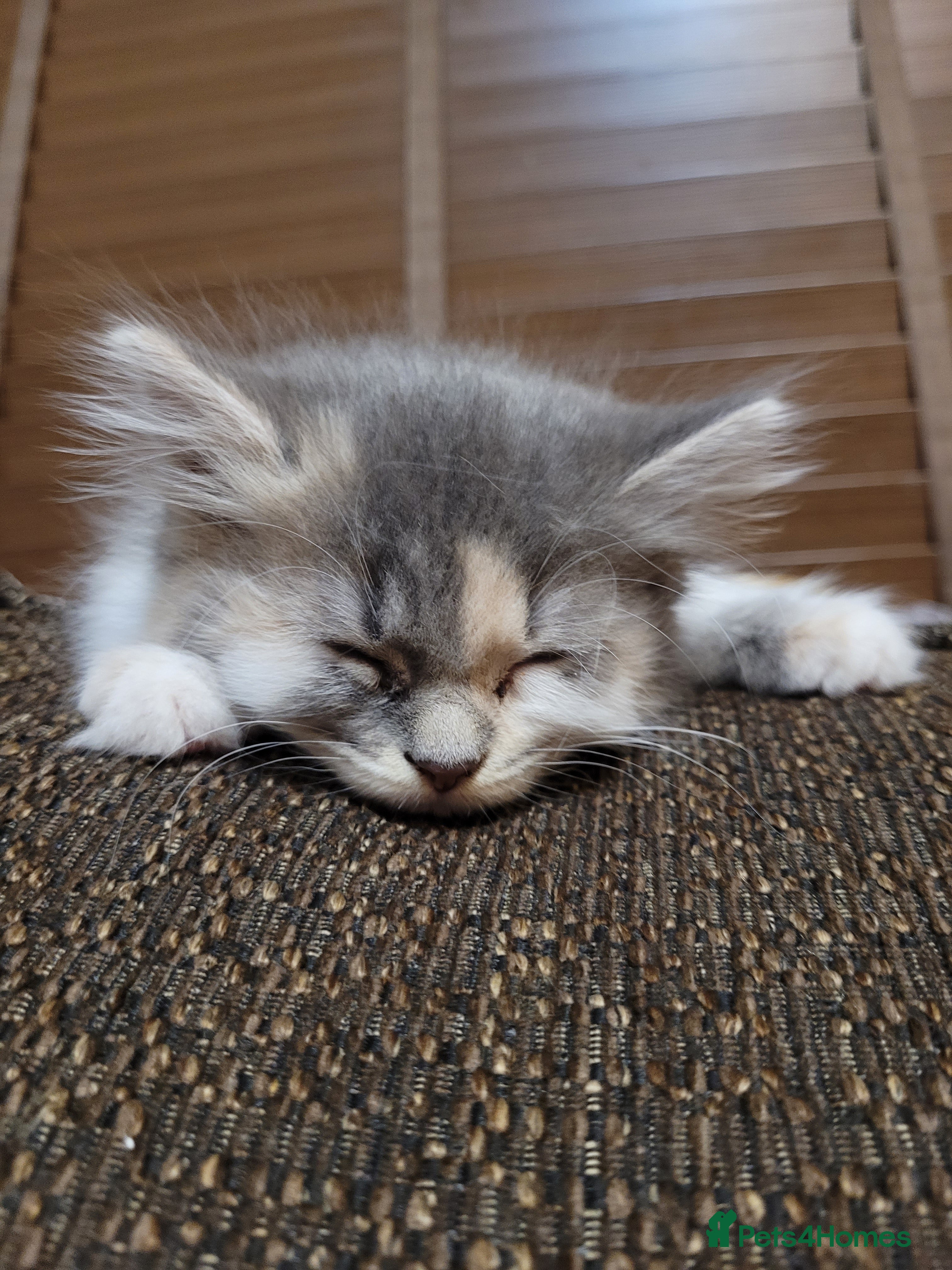 Maine Coon cats Maine coon X persian kittens  - Advert 1