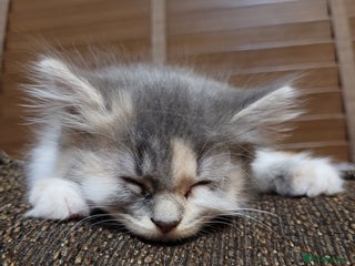 Maine Coon cats Maine coon X persian kittens - Advert 2