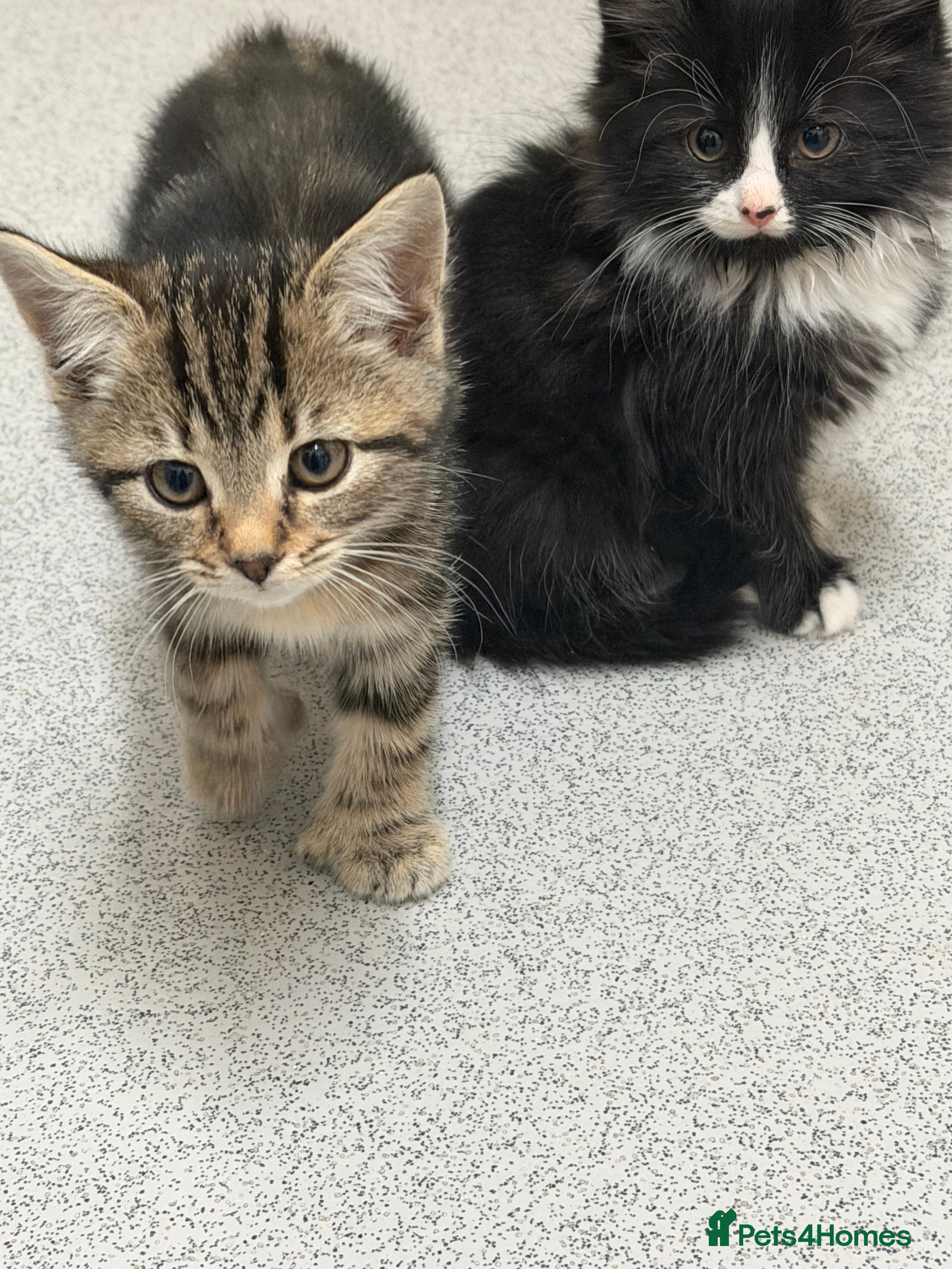 Mixed Breed cats Maine coon + domestic short haired kittens  - Advert 12