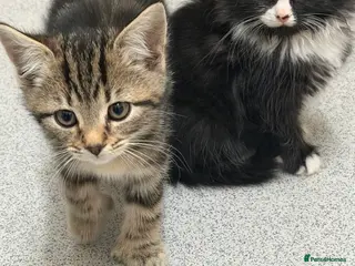 Mixed Breed cats Maine coon + domestic short haired kittens - Advert 12