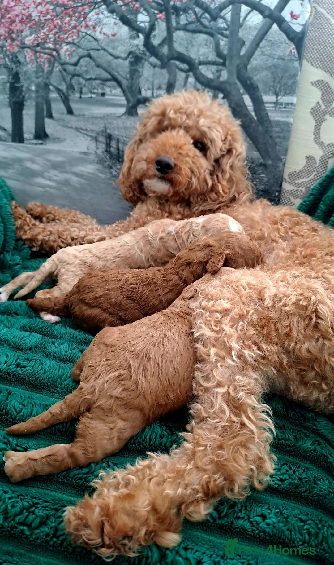 Miniature Poodle dogs for sale: KC MINIATURE POODLES  - Advert 2