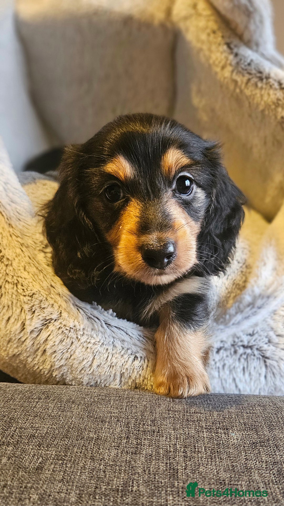 Miniature Dachshund dogs for sale: Last boy reduced, Ready Now 💙 - Advert 3