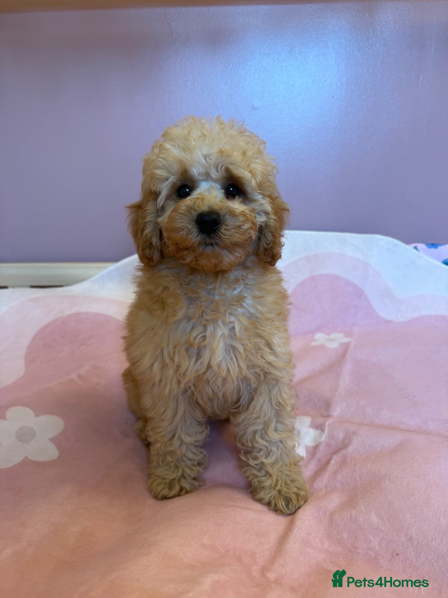 Labradoodle dogs F1b health tested miniature Labradoodles 🌼 - Advert 7
