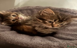 Ragdoll cats for sale: Ragdoll cross.  - Advert 1