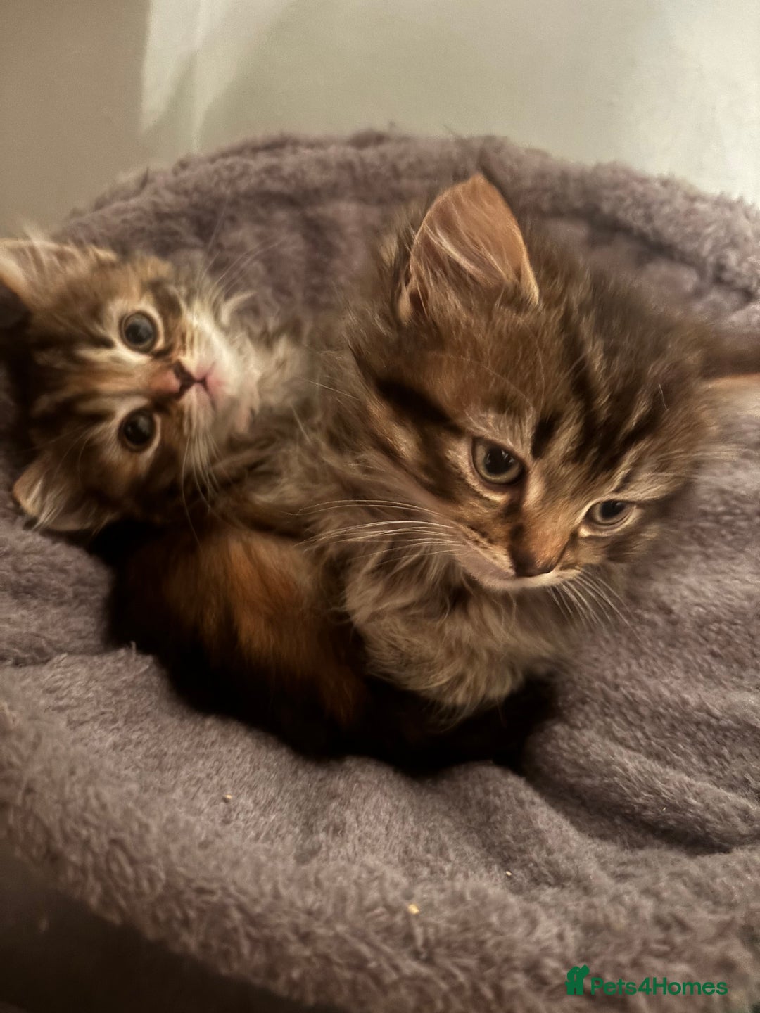 Ragdoll cats for sale: Ragdoll cross.  - Advert 1