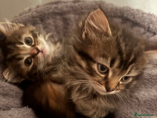 Ragdoll cats Ragdoll cross. - Advert 3