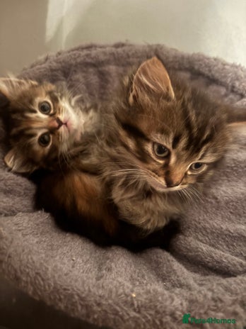 Ragdoll cats Ragdoll cross. - Advert 2