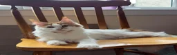 Maine Coon cats for sale: Maine Coon Kittens - Advert 14