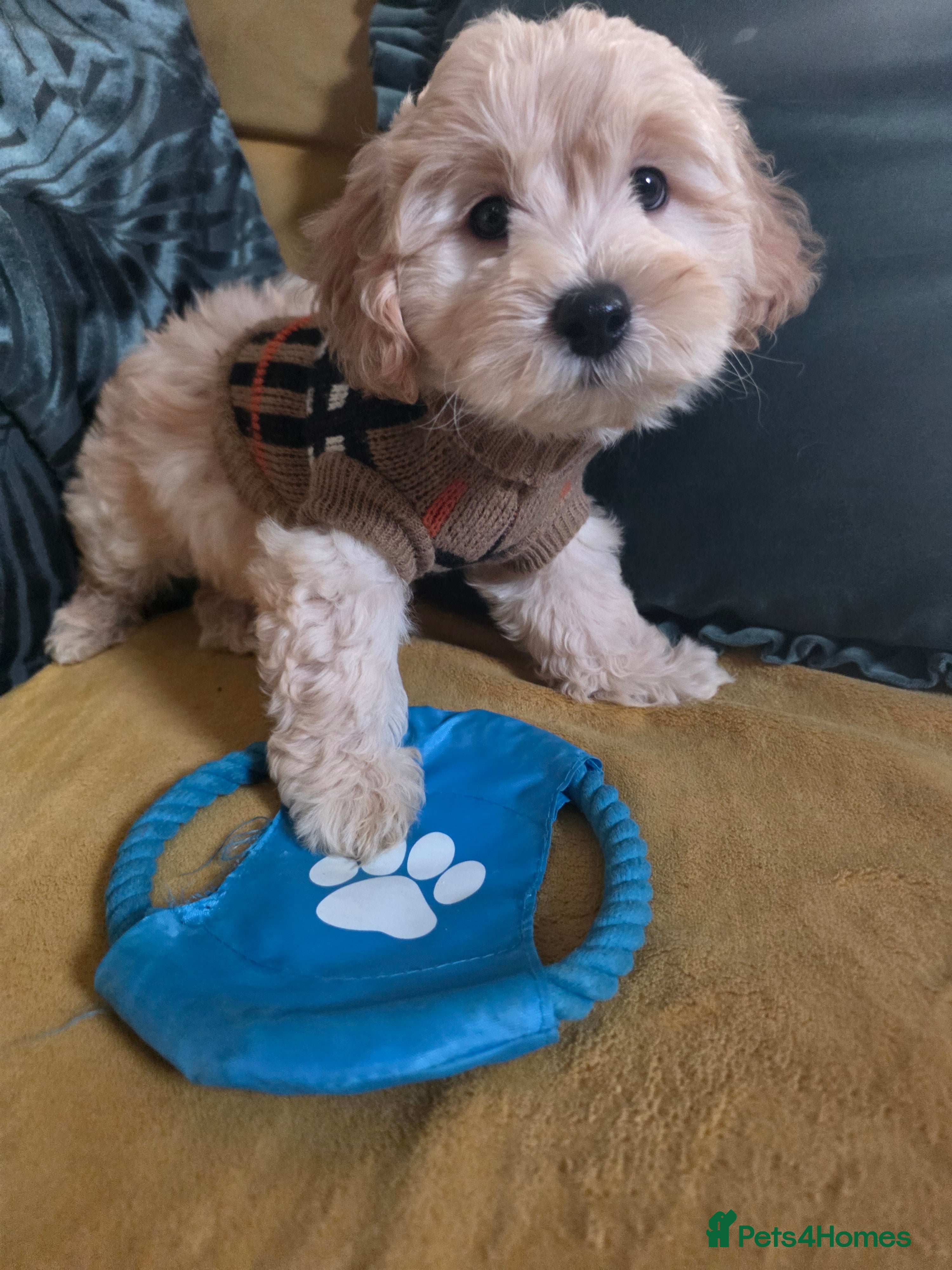 Maltipoo dogs F1 Maltipoo for sale  - Advert 1