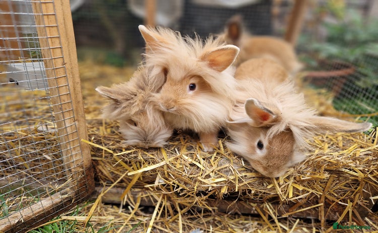 Lionhead rabbits - Advert 5