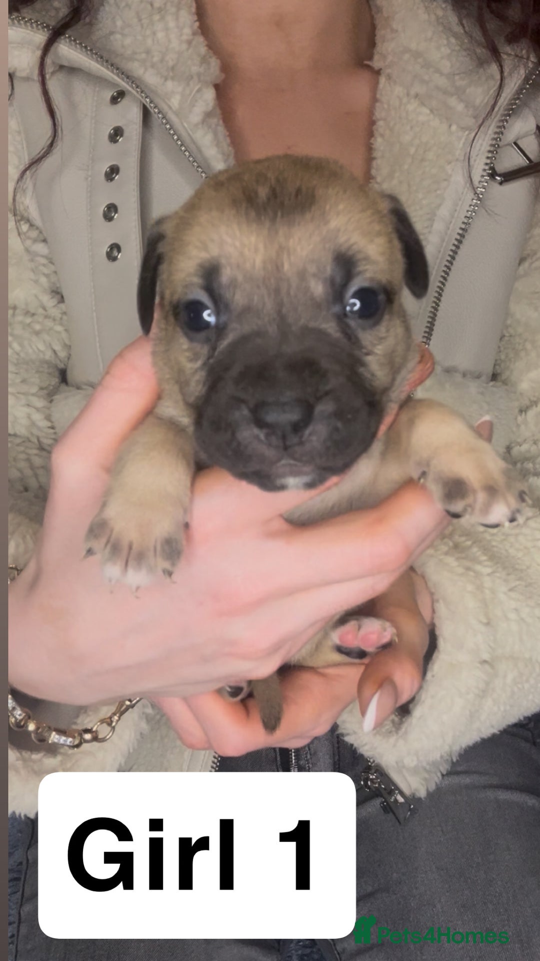 Mixed Breed dogs for sale: Mastiff puppies - Image 10