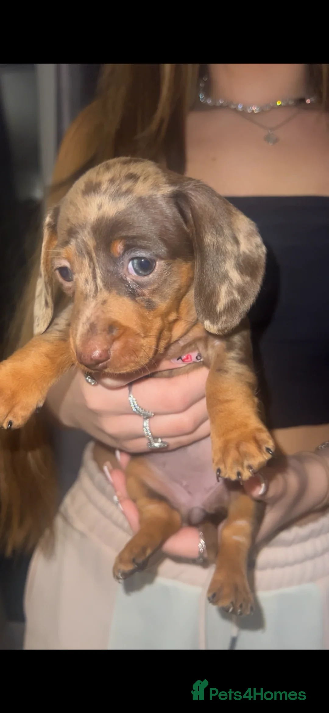Miniature Dachshund dogs for sale: 5 stunning miniature dachshund puppies 🐾🏡 - Advert 6
