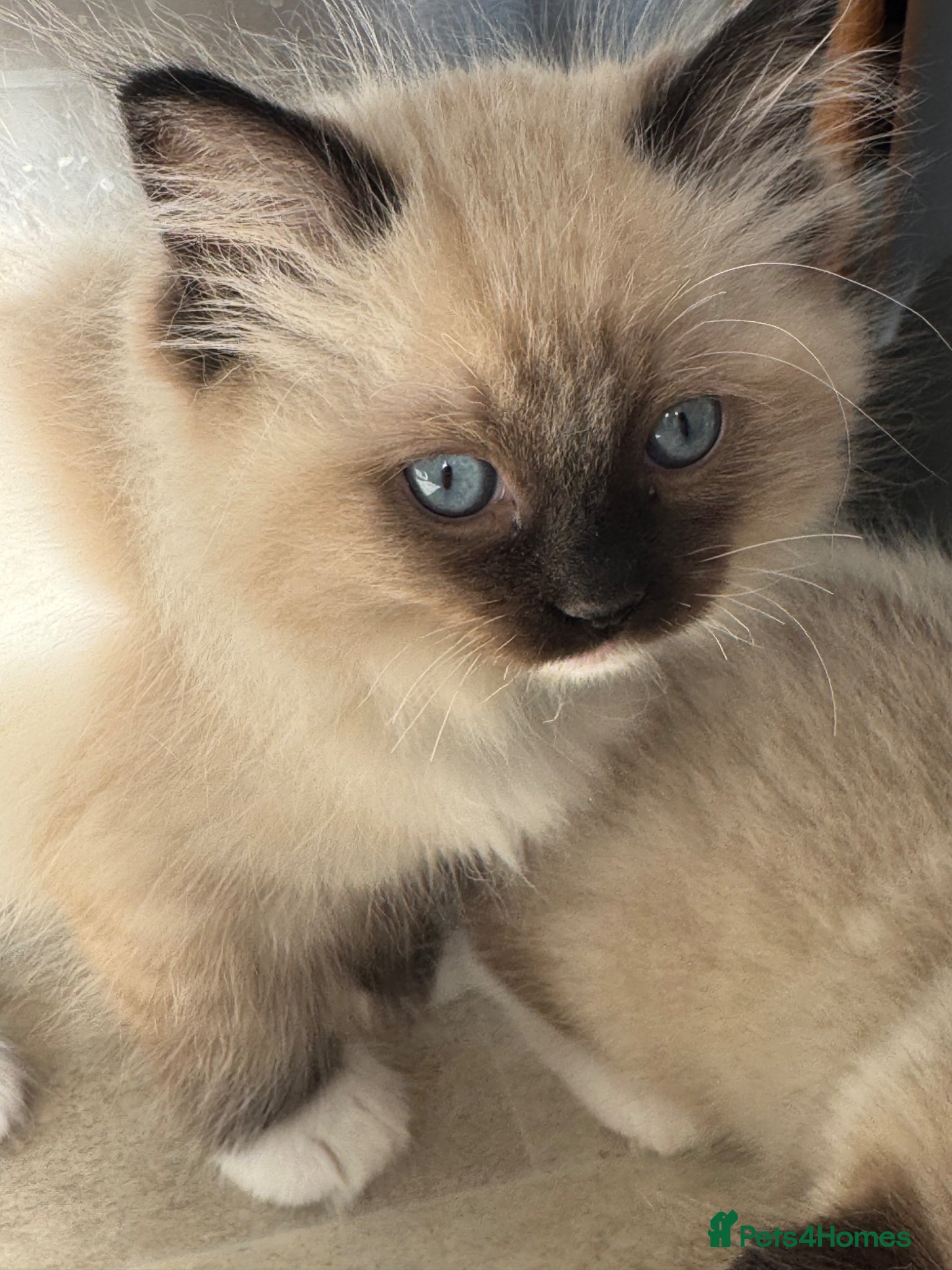 Ragdoll cats  Beautiful ragdolls kittens  - Advert 1