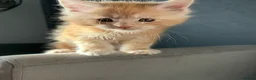 Maine Coon cats for sale: 🐈 ONLY 2 BOYS LEFT! READY FRIDAY 29TH MAY!!! 🐈 - Advert 26