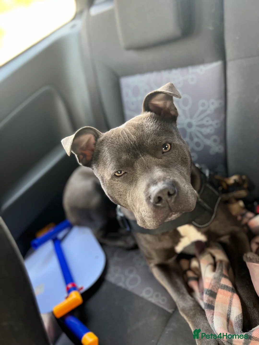 Staffordshire Bull Terrier dogs for stud: Blue Staffordshire Bull Terrier For Stud  - Advert 9