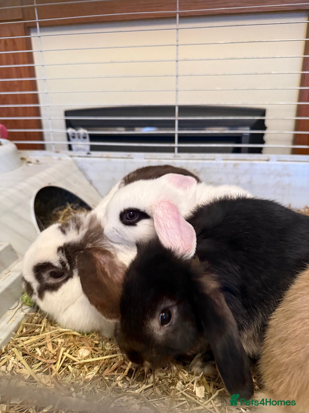 Mini Lop rabbits for sale: Two mini lop rabbits  - Advert 11