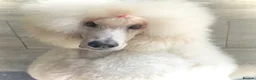 Standard Poodle dogs for sale: KC Standard Poodles due September - Advert 8
