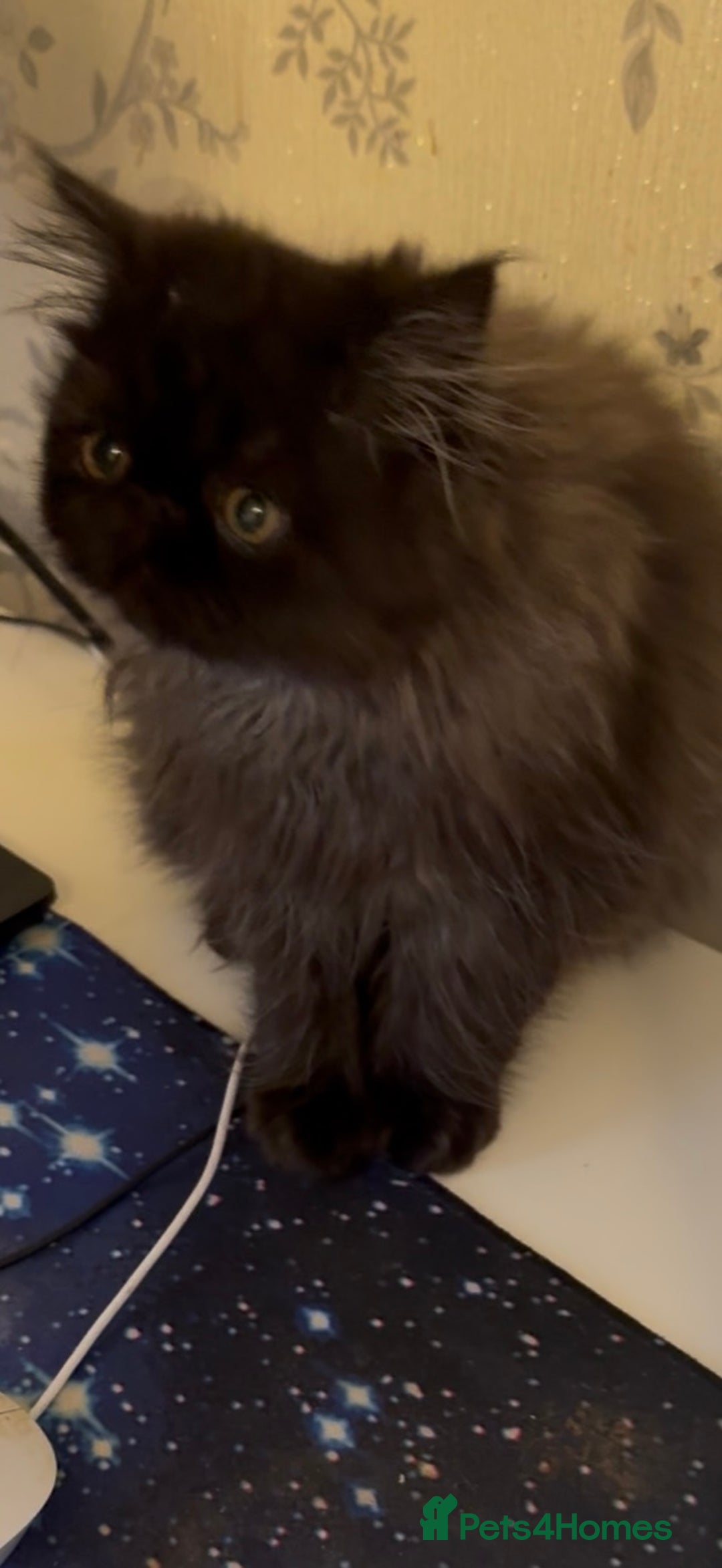 Persian cats for sale: 1 girl left REDUCED GCCF  PERSIANS  - Advert 23