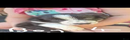 Border Collie dogs for sale: Gorgeous Border Collie Puppies - Advert 9