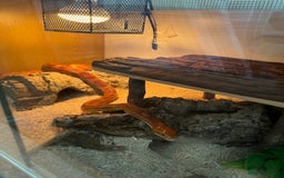 Corn Snake reptiles for sale: Adult female corn snake complete with full set up - Image 2