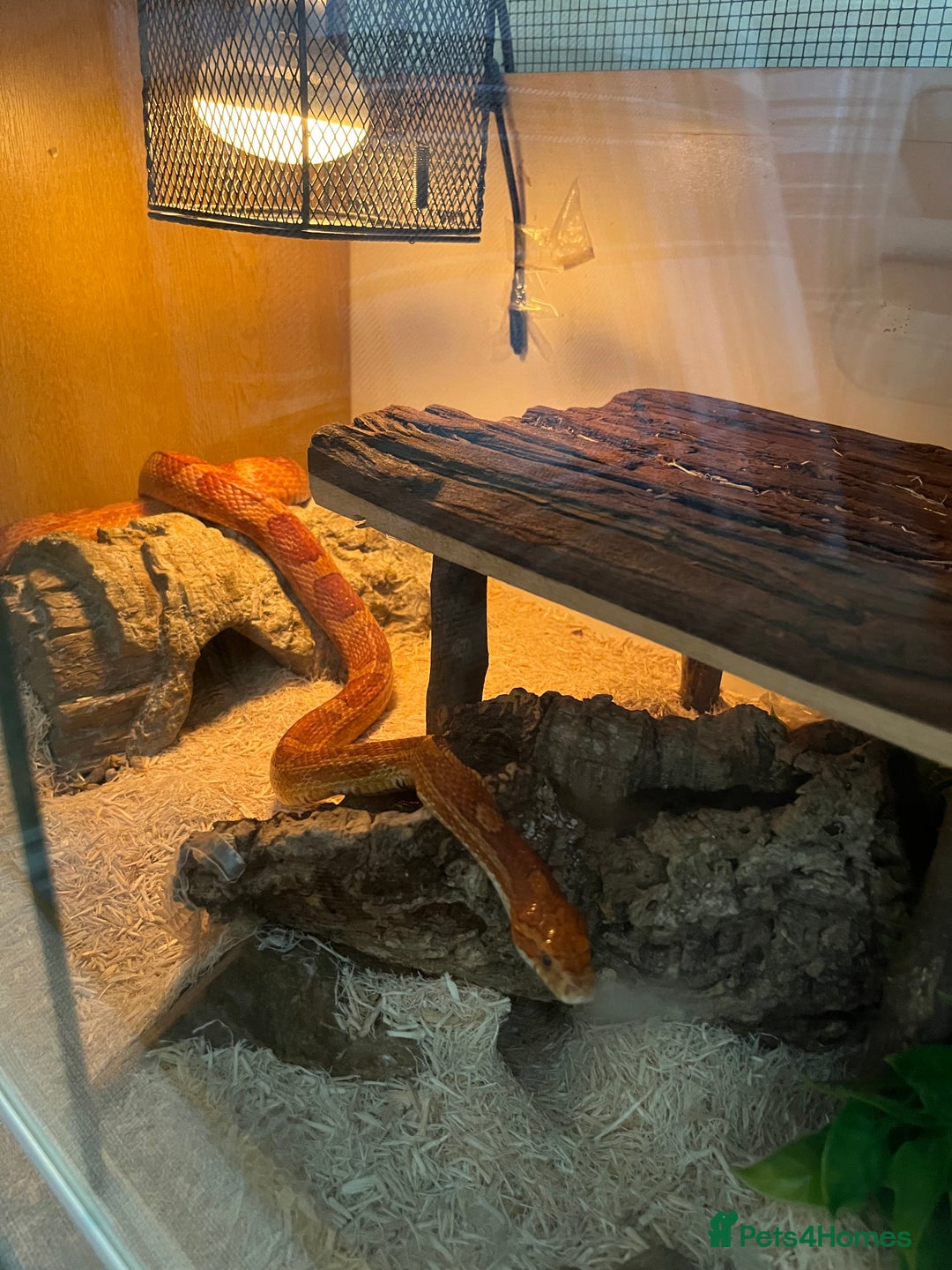 Corn Snake reptiles for sale: Adult female corn snake complete with full set up - Image 2