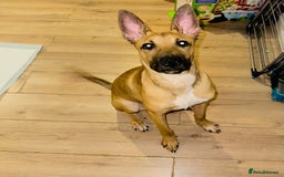 Mixed Breed dogs for sale: Belgian Shepherd (Malinois) for Sale - Image 9