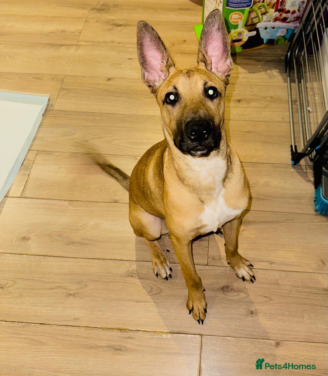 Mixed Breed dogs for sale: Belgian Shepherd (Malinois) for Sale - Image 9