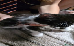 Mixed Breed cats for sale: Friendly playful kittens ready to find thier new  - Image 6